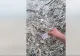 Descoperire șocantă în Republica Moldova: Sute de permise de conducere românești, aruncate la o groapă de gunoi! VIDEO